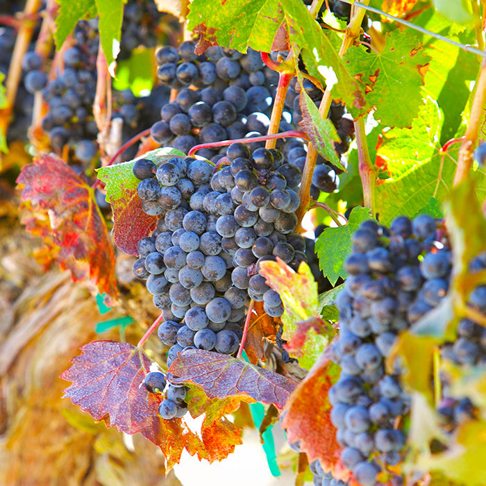Halcyon Vineyards - Our Malbec Grapes