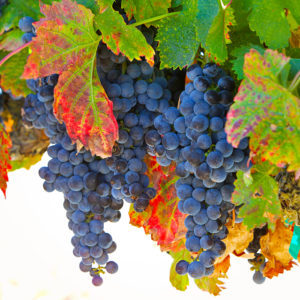 Halcyon Vineyards - Our Merlo Grapes