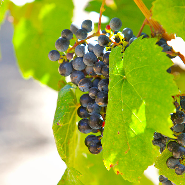 Halcyon Vineyards - Our Petit Verdot Grapes